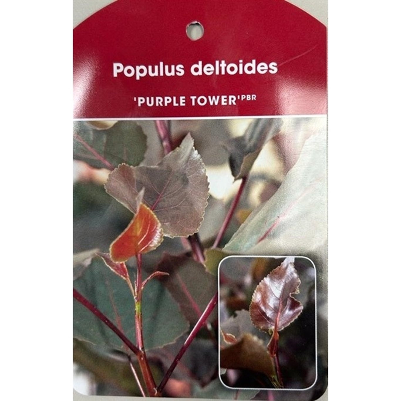 Populus del. 'Purple Tower' - C10 175-200 CM